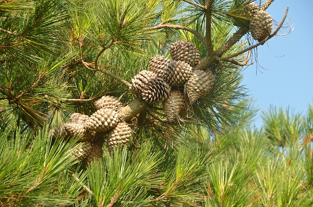 27 09 11_1908.JPG - MONTEREY PINE - HAYLING ISLAND